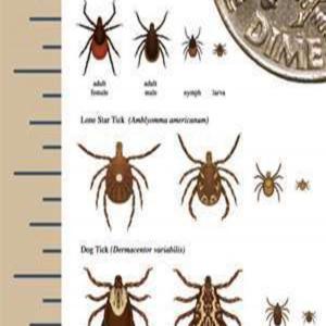 TICKICIDE - the art of getting rid of ticks in lawns_image