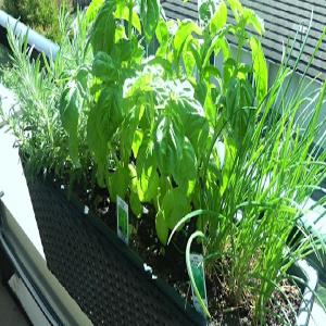 Herb Garden • How to Start One_image
