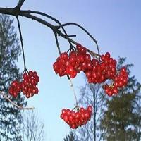 Highbush Cranberry Liqueur Recipe - (4.3/5)_image