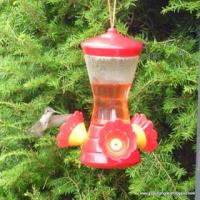 Hummingbird Food_image