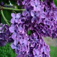 Candied or Crystallized Lilacs image