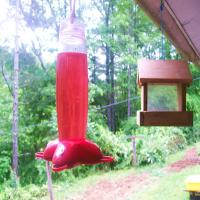 Hummingbird Syrup for Feeders_image