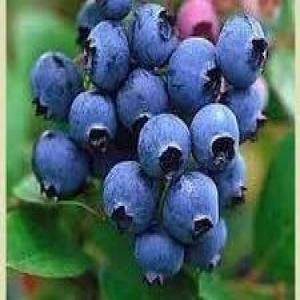 HOW TO FREEZE FRESH PICKED BLUEBERRIES_image