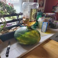 Adult Watermelon for BBQ's_image