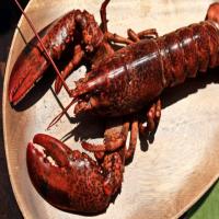 Grilled Lobster_image