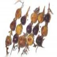 Roasted Rosemary Skewered Figs image
