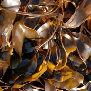 kelp seaweed crisps image