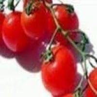 Cherry Tomato Gratin_image