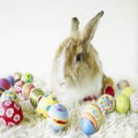 Easter Bunny Food_image