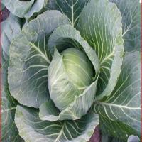 Creamed Cabbage_image