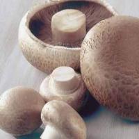 Quick Mushroom Stew_image