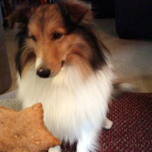Peanut Butter Treats for Dogs image