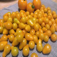 Roasted Yellow Tomato Sauce_image
