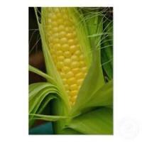 The perfect Ear of Corn_image