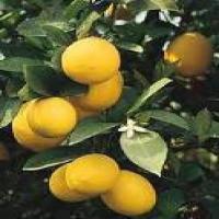 Meyer Lemon Jelly image