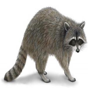 Roast Raccoon with Stuffing_image