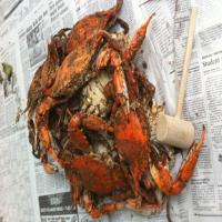 Maryland Steamed Crabs Recipe - (4.7/5) image