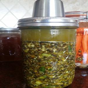 Exotic Sprouted Fermented Black Beluga Lentils image