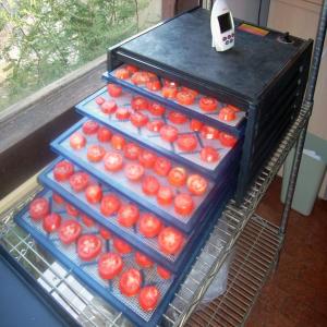 Dehydrating Tomatoes image