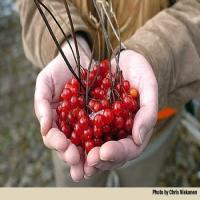 Highbush Cranberry Sauce - Spiced Recipe - (5/5)_image