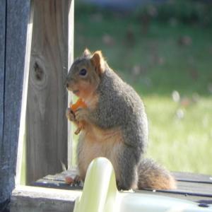 Marmalade, The Orange Luvin' Squirrel!_image
