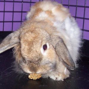 Bunneh's Bunny Rabbit Treats image