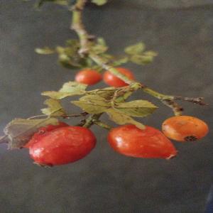 Rosehip Syrup image