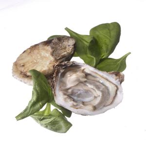 Green Fairy Oysters_image