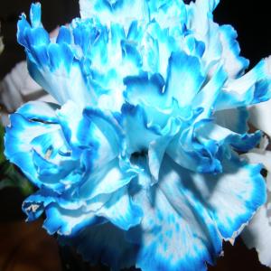 Color Changing Carnations_image