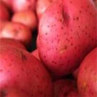 Red Potato casserole_image