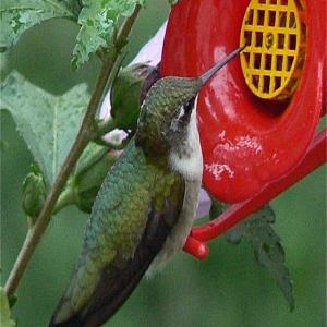 Hummingbird Nectar_image