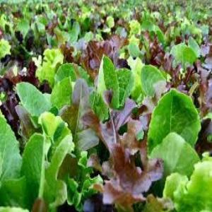 Mesclun Salad with Clementines_image