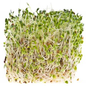How to Sprout Alfalfa_image