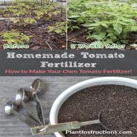 DIY Tomato Fertilizer Recipe_image