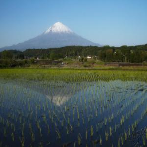 Cooking Rice Mt. Fuji Way_image