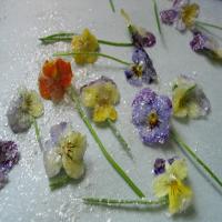 Candied Violets_image