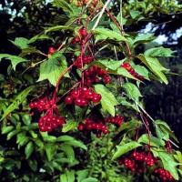 Highbush Cranberry Jelly Recipe - (3.8/5)_image