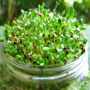 Growing Alfalfa Sprouts_image
