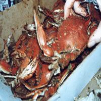 Blue Crabs Steamed Maryland Style image