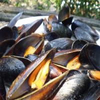 Steamin' Mussels image