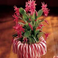 Candy Candy Cane Planter image