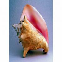 Bahamian Steamed Conch Recipe - (3.7/5)_image