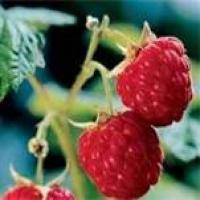 Red Raspberry Liqueur_image