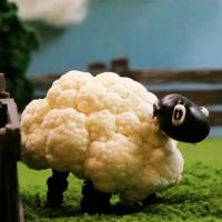 Cauliflower Sheep_image