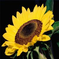 Roasted Salted Sunflower Seed_image