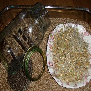 How to Sprout Wheat Berries_image