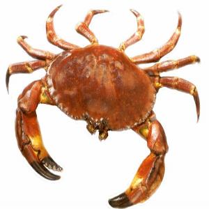 Sautéed Back Fin Crab Meat_image
