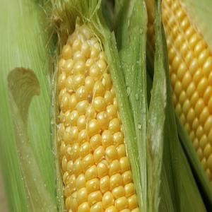 Corn with Aromatic Seasonings image