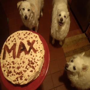 Kona K's Doggie Birthday Cake_image