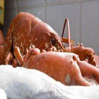 Cold Lobster with Homemade Mayonnaise Recipe | Cook the Book_image